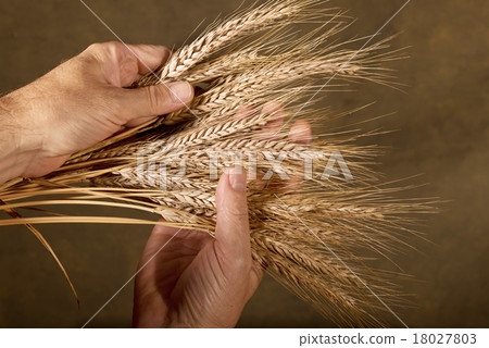 Sheaf Of Barley Sheaf Of Barley 18027803