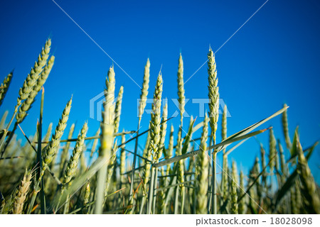 detail of wheat field 18028098