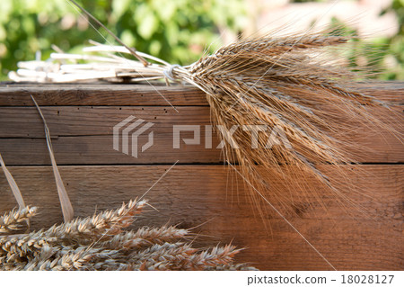 barley and wheat 18028127