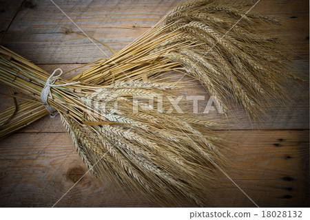 sheaf of barley 18028132
