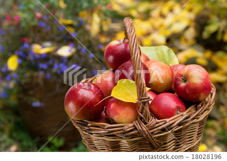 apples 18028196