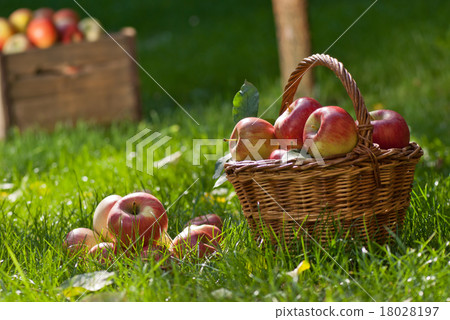 apples 18028197