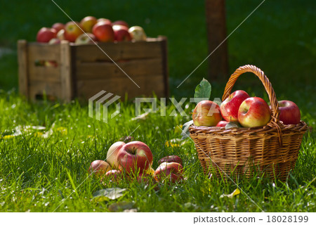 apples apples 18028199