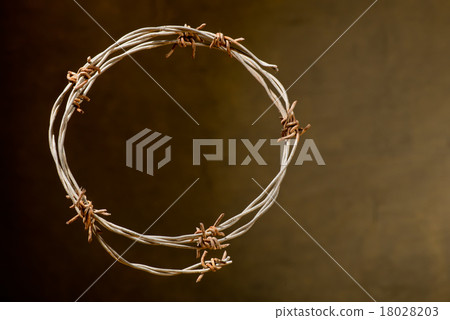 crown of thorns 18028203
