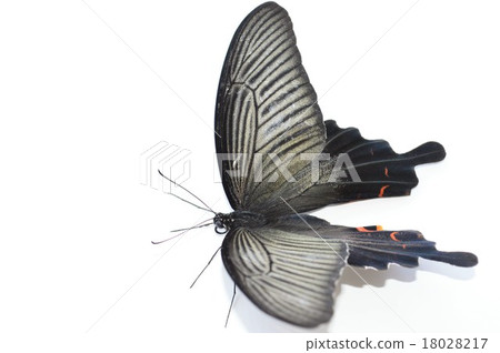 Clownfly Butterfly White Background 18028217