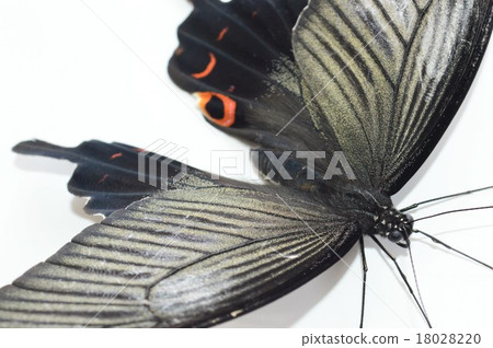 Clownfly蝴蝶白色背景 18028220