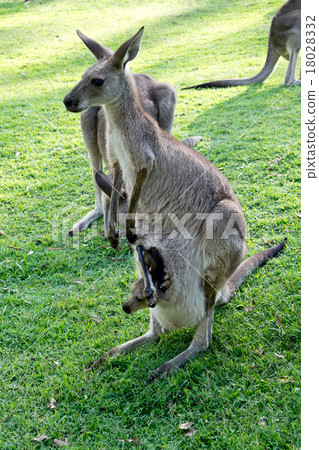 kangaroo kangaroo 18028332