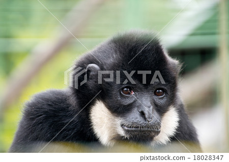 sad gibbon 18028347