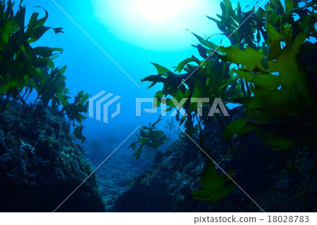 The sea of Hayama Shibasaki The sea of Hayama Shibasaki 18028783