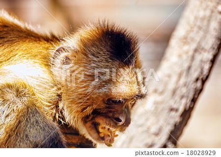 Capuchin monkey in their natural habitat. Capuchin monkey in their natural habitat. 18028929