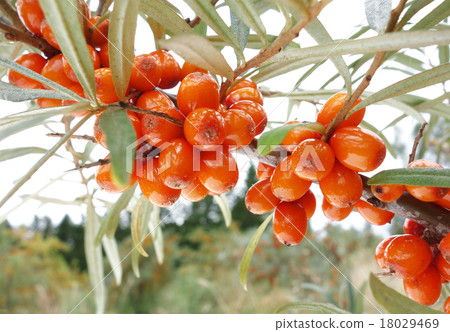 Seabury Seabury 18029469