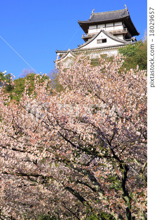 April Aichi National Treasure Inuyama Castle - Castle and cherry blossoms 18029657