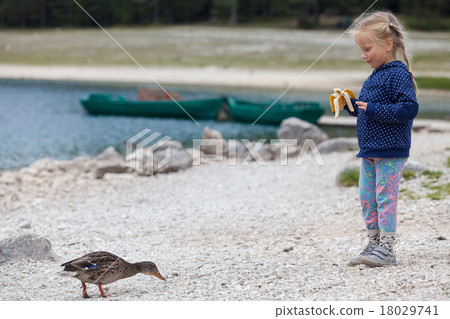 little girl feeding ducks at Black Lake in 18029741