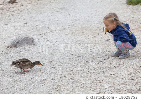 little girl feeding ducks at Black Lake in 18029752