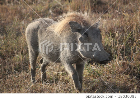 A warthog shot taken at Kenya Masai Mara 18030385