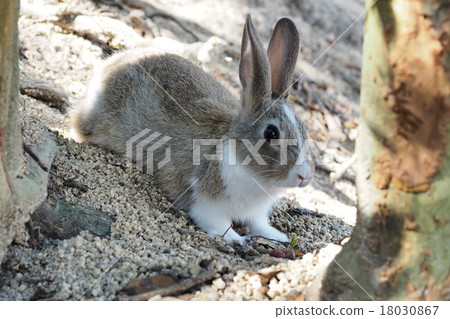 Rabbit Rabbit 18030867