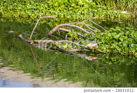 Birds eat the fish in the water 18031012