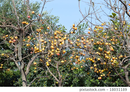 Persimmon nuts 18031189