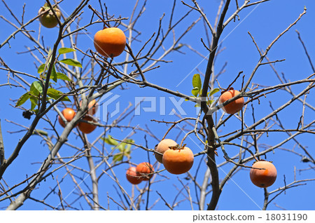 Persimmon nuts 18031190
