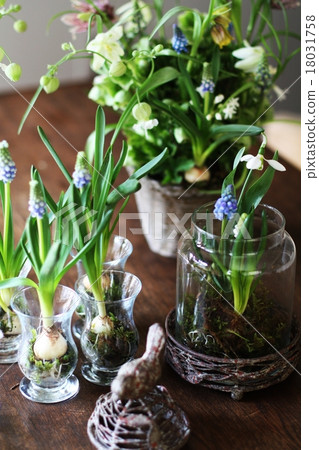 Muscari arrangement 18031758
