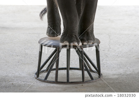 Elephant's foot on the platform 18032030