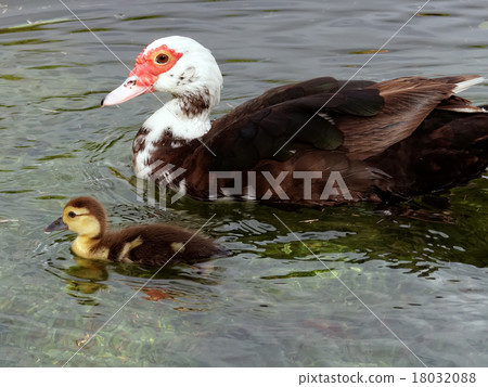 Mother and Child Muscovy Ducks in Lake Mother and Child Muscovy Ducks in Lake 18032088