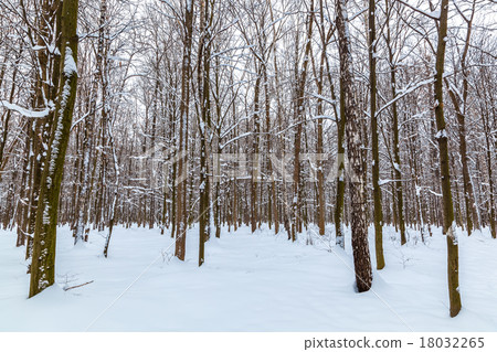 Winter landscape. Trees covered with snow Winter landscape. Trees covered with snow 18032265