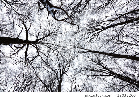 The tops of the trees in winter forest on sky The tops of the trees in winter forest on sky 18032266