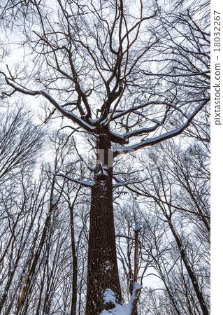 The tops of the trees in winter forest on sky 18032267