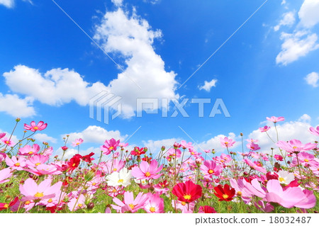 Cosmos and blue sky 18032487