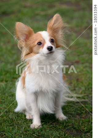 Typical Young Papillon dog in the garden Typical Young Papillon dog in the garden 18033394