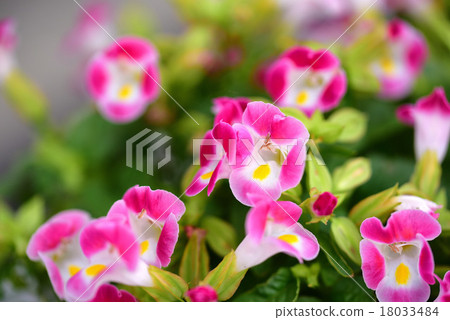 Pink torenia 18033484