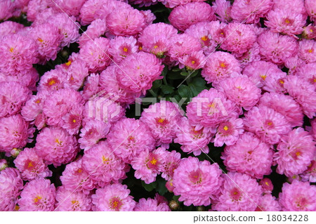 Chrysanthemum Chrysanthemum 18034228