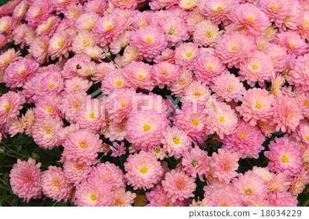 Chrysanthemum Chrysanthemum 18034229