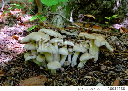 漢離褶傘菇 漢離褶傘菇 18034288