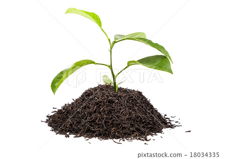 Green tree in a handful of tea on white background 18034335