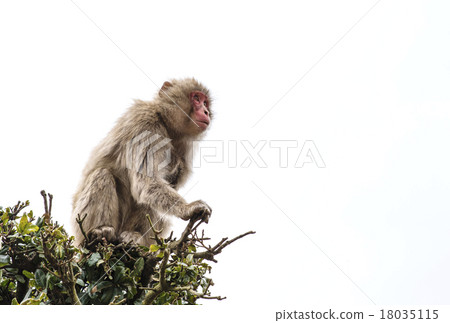 Monkey white space Japanese monkey Shodoshima sightseeing tree climb 18035115