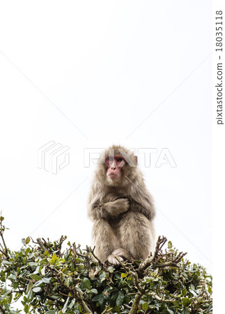A monkey 18035118