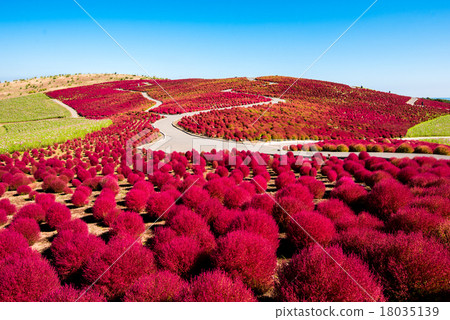 Autumn leaves of state-owned Hitachi Seaside Park Kokia 18035139