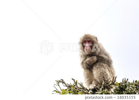 Monkey Japanese monkey Shodoshima white background - Stock Photo [18035155]  - PIXTA