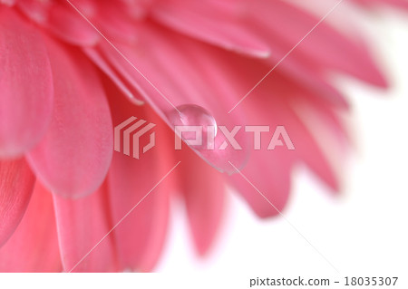 Flower with water drop. Soft focus. 18035307