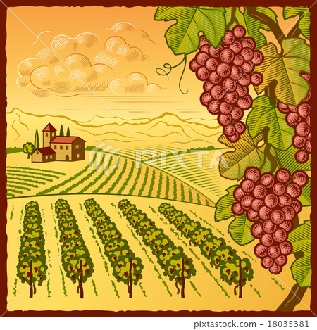 Vineyard landscape 18035381