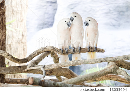 Three Moluccan cockatoo on the perch Three Moluccan cockatoo on the perch 18035694