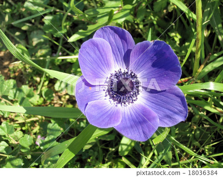 Ramat Gan Park Purple Crown Anemone flower 2007 Ramat Gan Park Purple Crown Anemone flower 2007 18036384