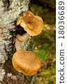 honey mushroom 18036689