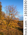 Birch tree in the autumn background 18036690