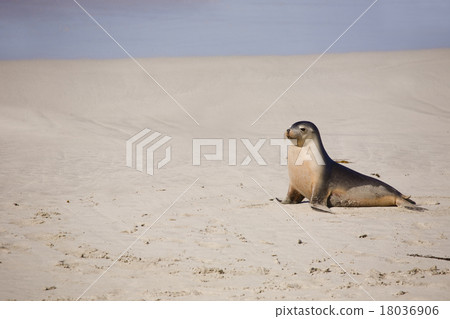 Sea lion resting on a beach 18036906