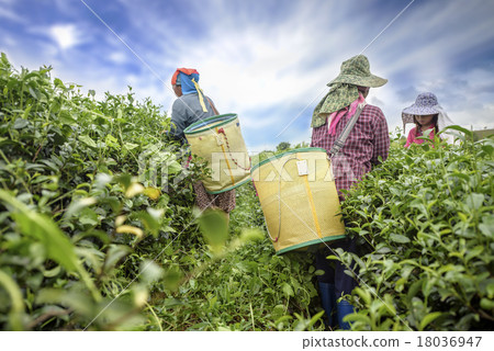 Tea picker picking tea leaf on plantation, Chiang Rai, Thailand Tea picker picking tea leaf on plantation, Chiang Rai, Thailand 18036947