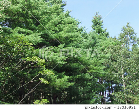 與秸杆輕石的風景 18036951