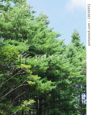 稻草松（垂直）景觀 18036952